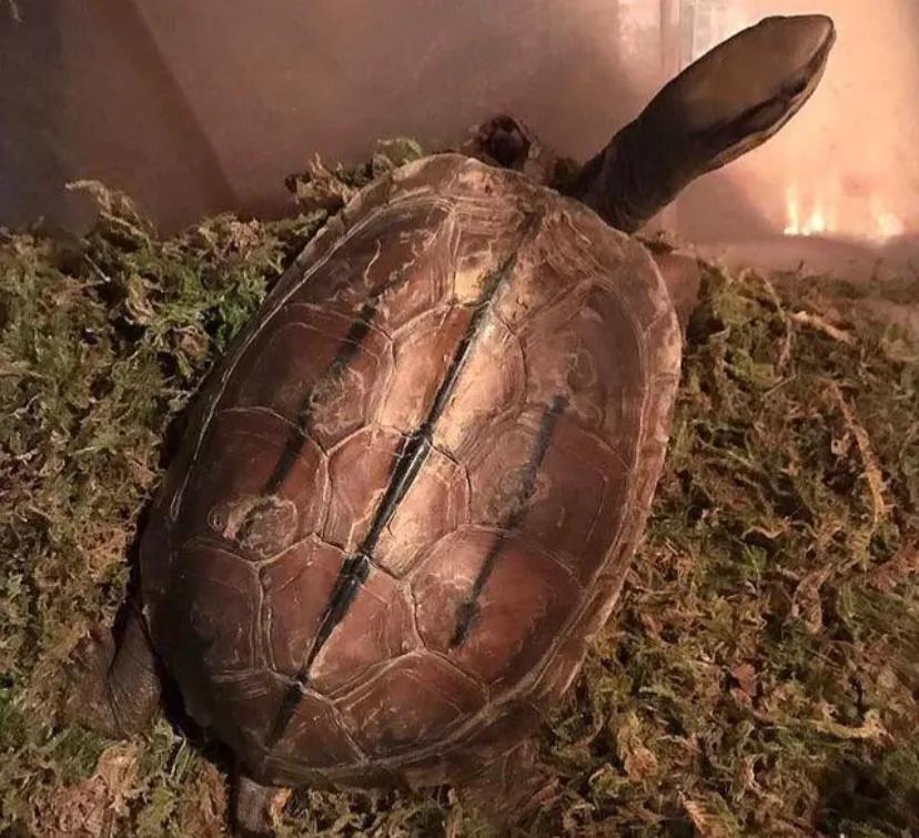 红耳龟冬眠怎么养不会冻死呢（附：乌龟简单的过冬技巧）