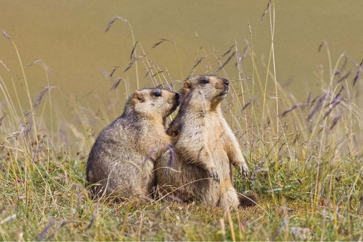 土拔鼠有药用价值吗（带你了解土拨鼠趣味知识）