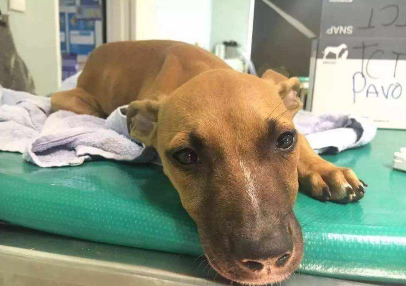 狗狗正常老死症状及临终前的迹象（狗狗寿命快到了的症状）