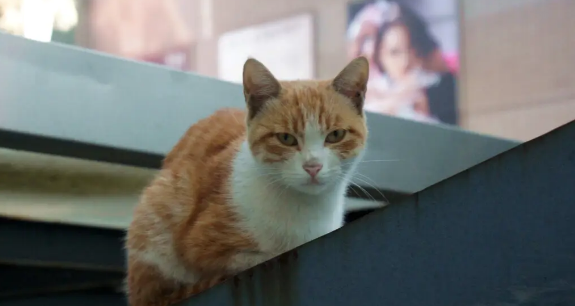 西安地铁可以带宠物猫吗？看看这篇文章就知道了