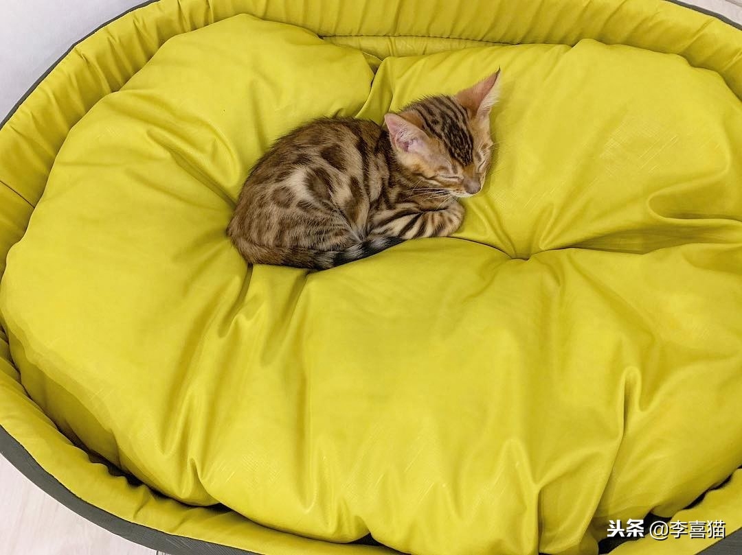 猫一直叫个不停咋办（附：幼猫喵喵叫通常是有需求的）