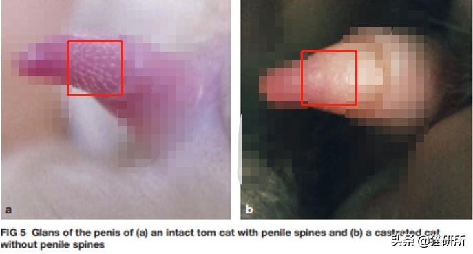 公猫隐睾可以活几年（猫咪隐睾手术最佳时间及预后和护理注意事项）