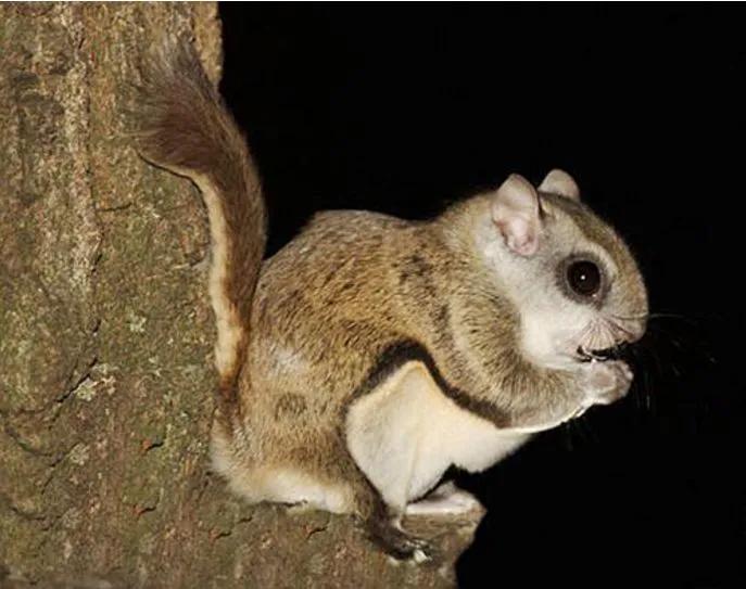 寒号鸟是种什么动物