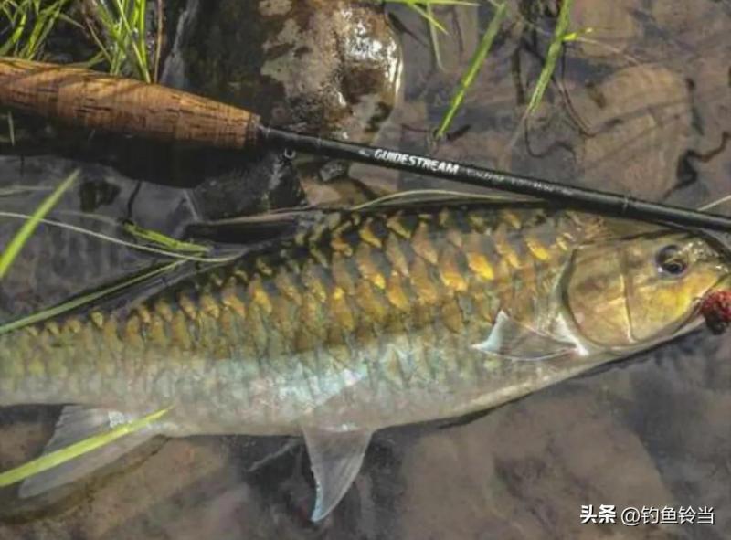 大黄鱼为何不引进我国（附：深海大黄鱼多少钱一斤）