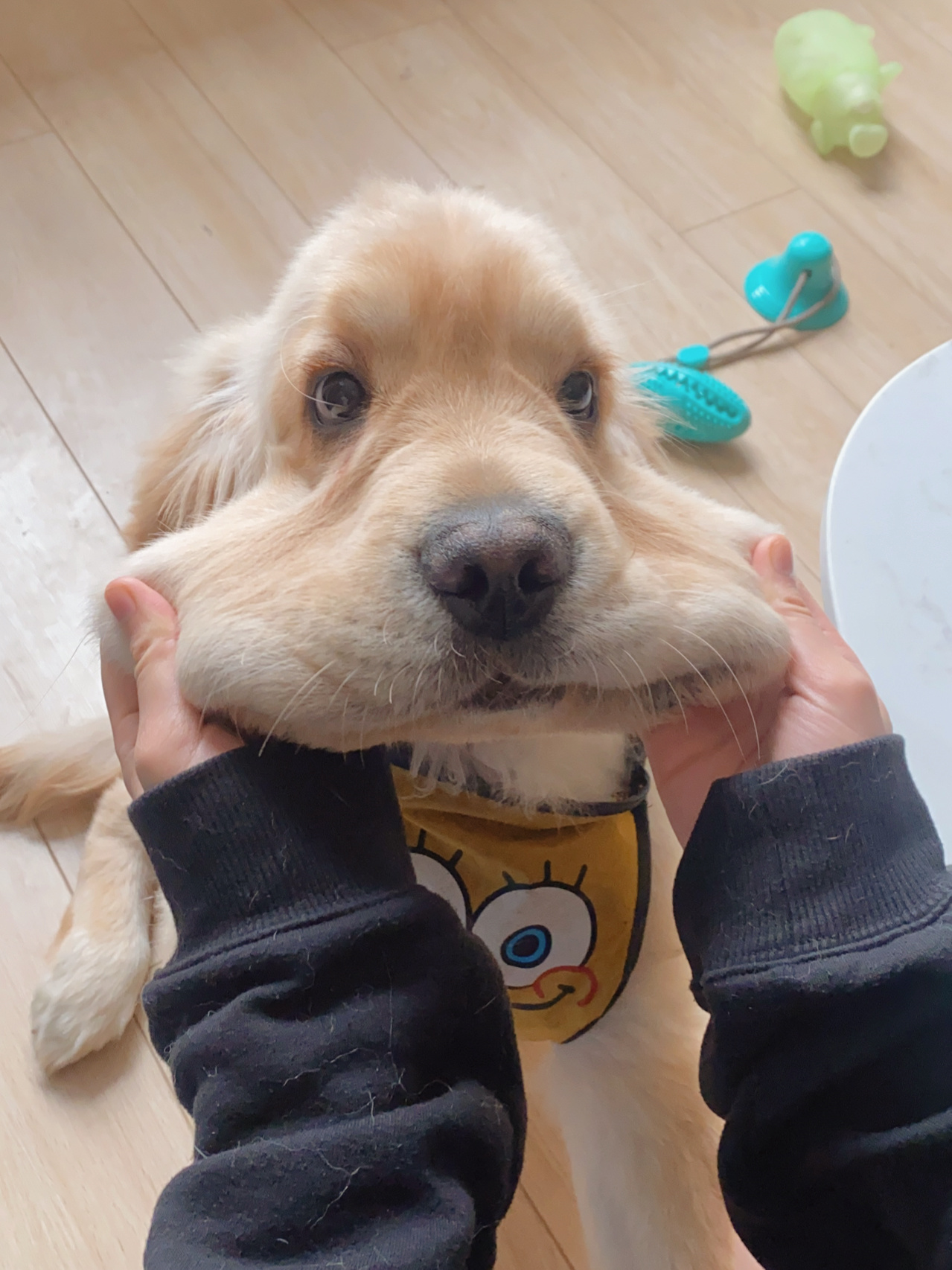 金毛犬的特点及图片（金毛好养吗）