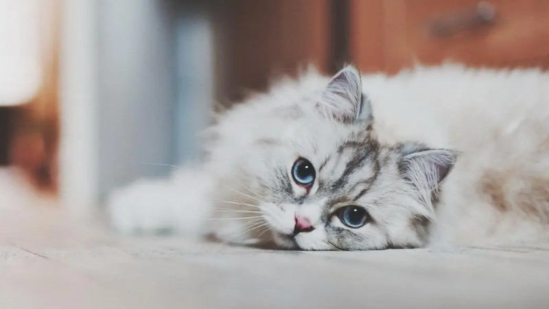 猫体温波动范围多少算正常