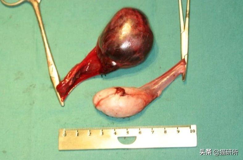 公猫隐睾可以活几年（猫咪隐睾手术最佳时间及预后和护理注意事项）