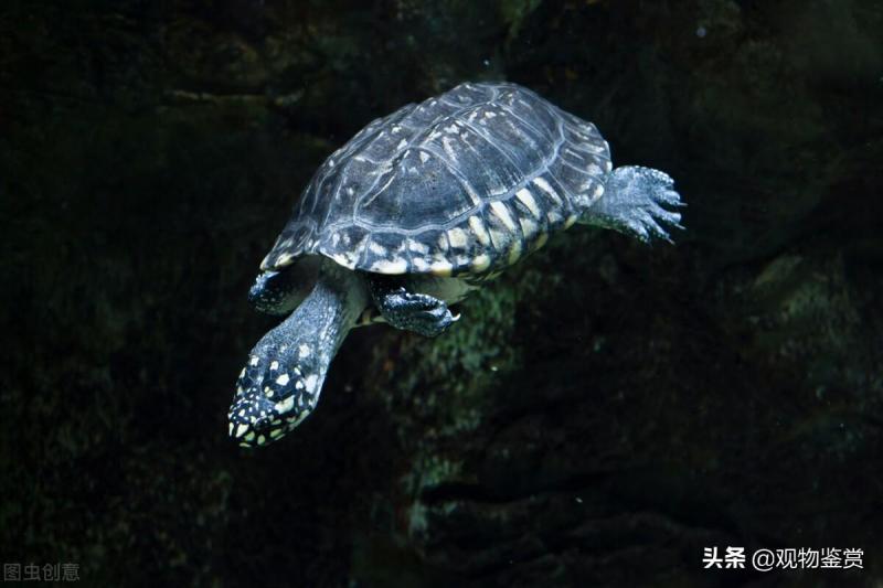 乌龟允许摸头了什么意思（详解：乌龟记仇的表现）