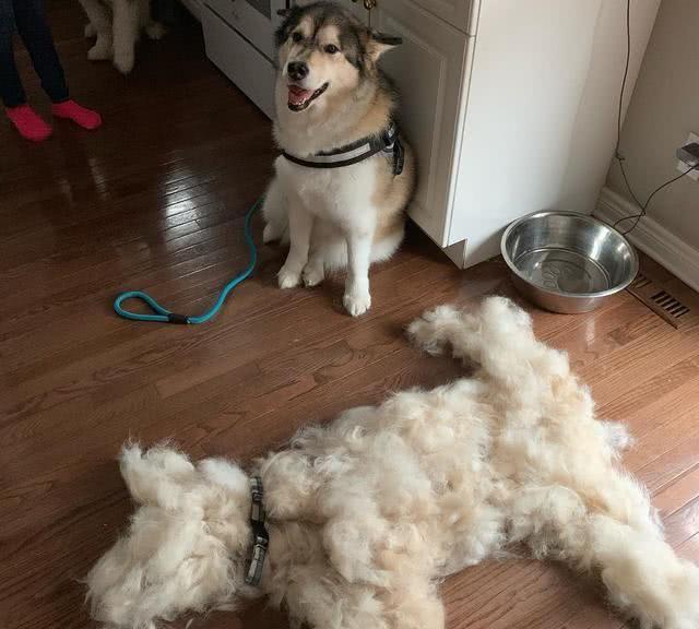 狗狗皮肤上长了一个粉色瘤是什么（狗狗身上粉瘤一挤出来了）