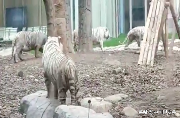 白化孟加拉虎难养吗