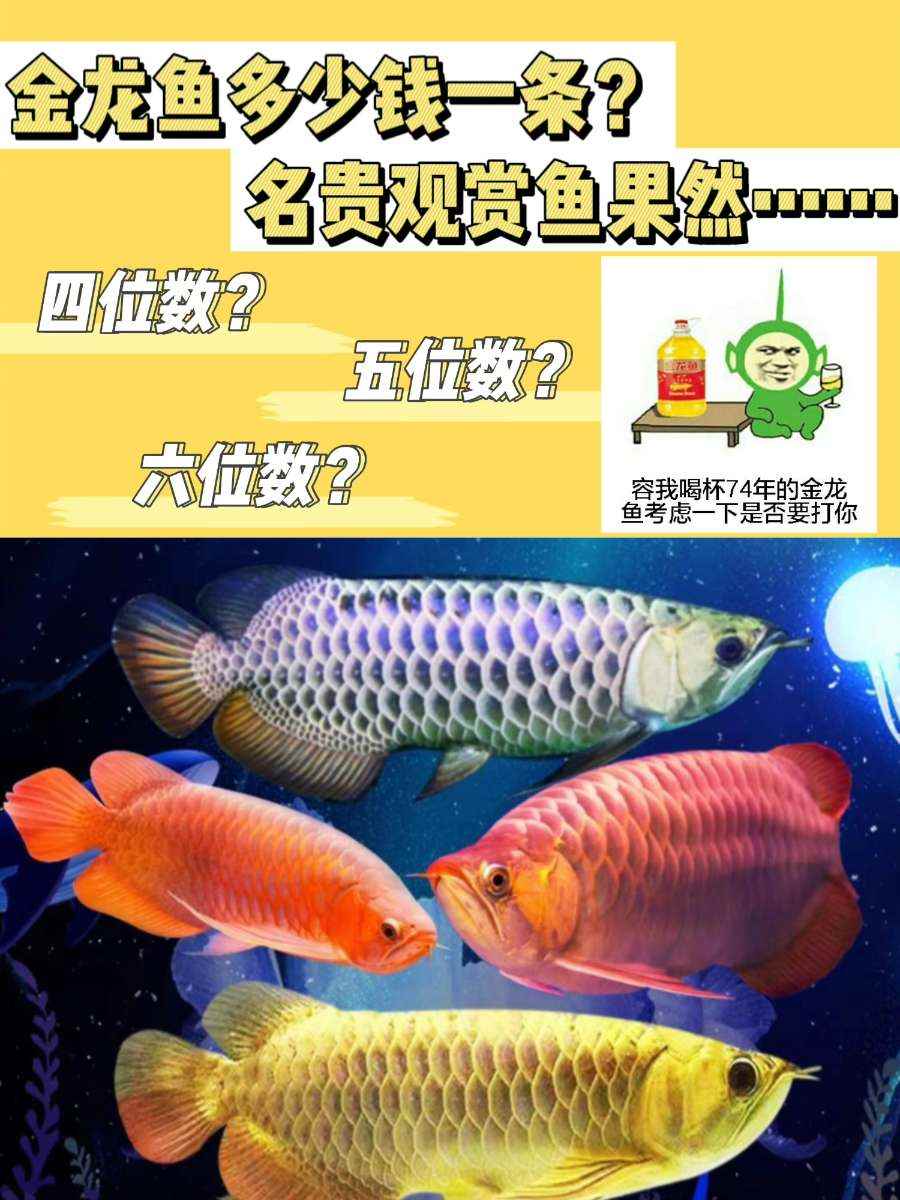 金龙鱼多少钱一条？名贵观赏鱼果然不便宜！