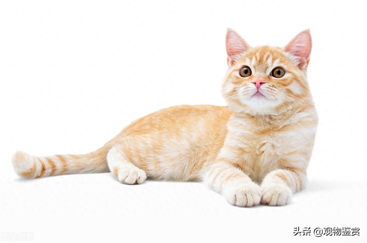 男猫咪的名字独特一点（附：适应当下时尚潮流的公猫名）