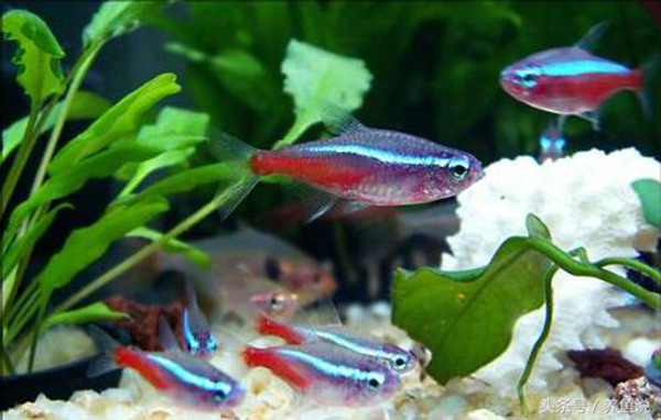 什么鱼和孔雀鱼混养最好呢（详解：混养孔雀鱼的最搭配）