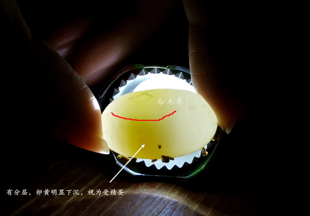 怎么知道乌龟怀孕了（乌龟怀孕后护理方法及注意事项）