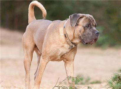 卡斯罗犬如何训练（了解训练卡斯罗犬简单的口令）