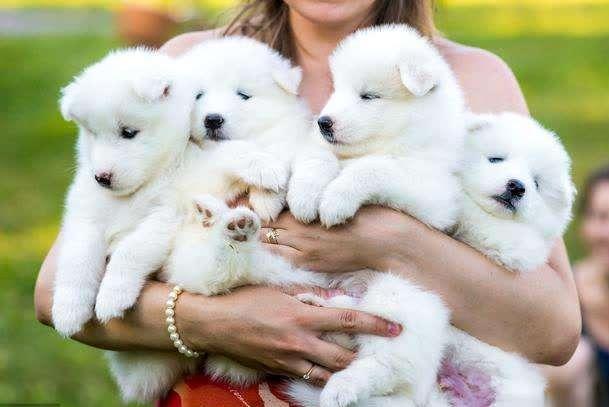 刚出生及一个月大的萨摩耶怎么养（萨摩耶可以穷养吗）