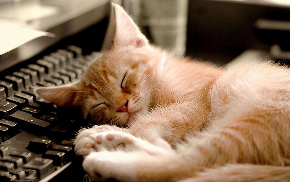 猫睡在头边和脚边的区别（猫睡在头顶上是什么意思图片）