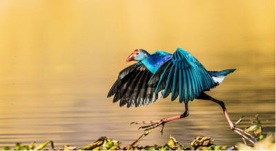 中国稀有的最美水鸟紫水鸡（最常见野生水鸟名字）