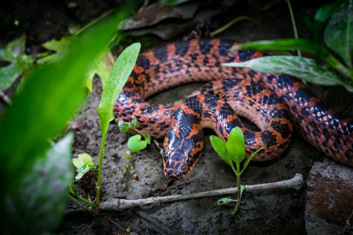 一圈黑色一圈红色的是什么蛇（ 详解：红黑相间的蛇有毒吗）