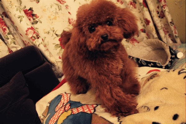 狗为什么和人睡在一起（狗狗通病：不睡狗窝喜欢和人睡）