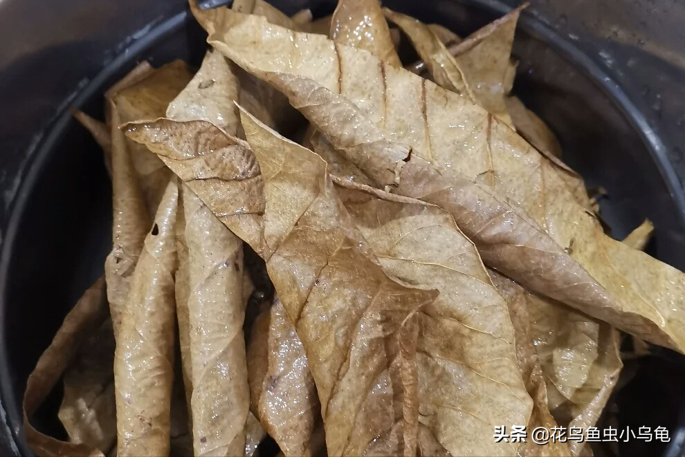 斗鱼怎么养才漂亮（详解：养斗鱼需要的技巧）