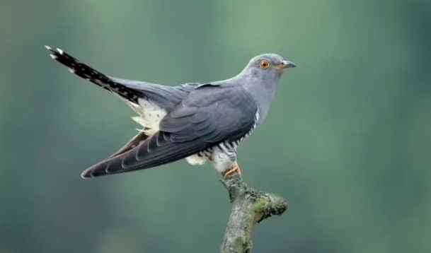 布谷鸟不停的叫有何不一样预示