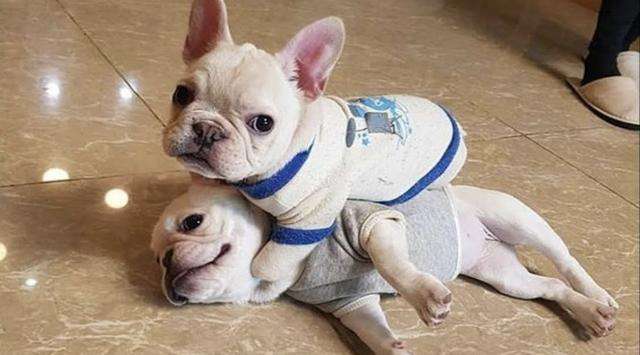 法国斗牛犬又贵又难养，为何喜欢的人那么多？