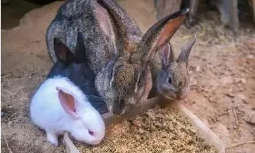 兔子一直吃会不会撑死（必备知识：兔子不知饱穷养长得好）