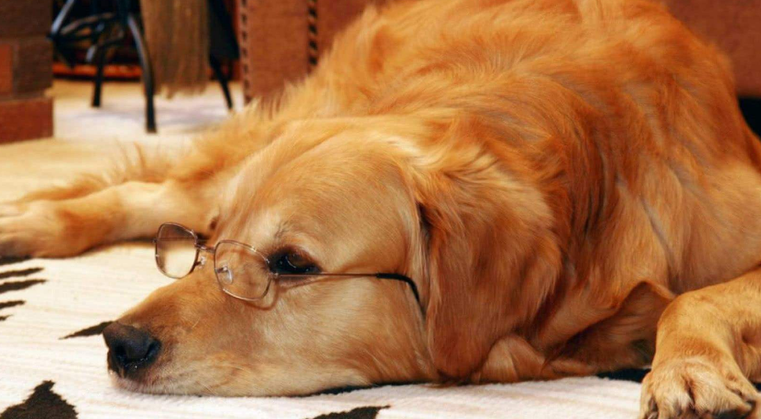 狗狗正常老死症状及临终前的迹象（狗狗寿命快到了的症状）