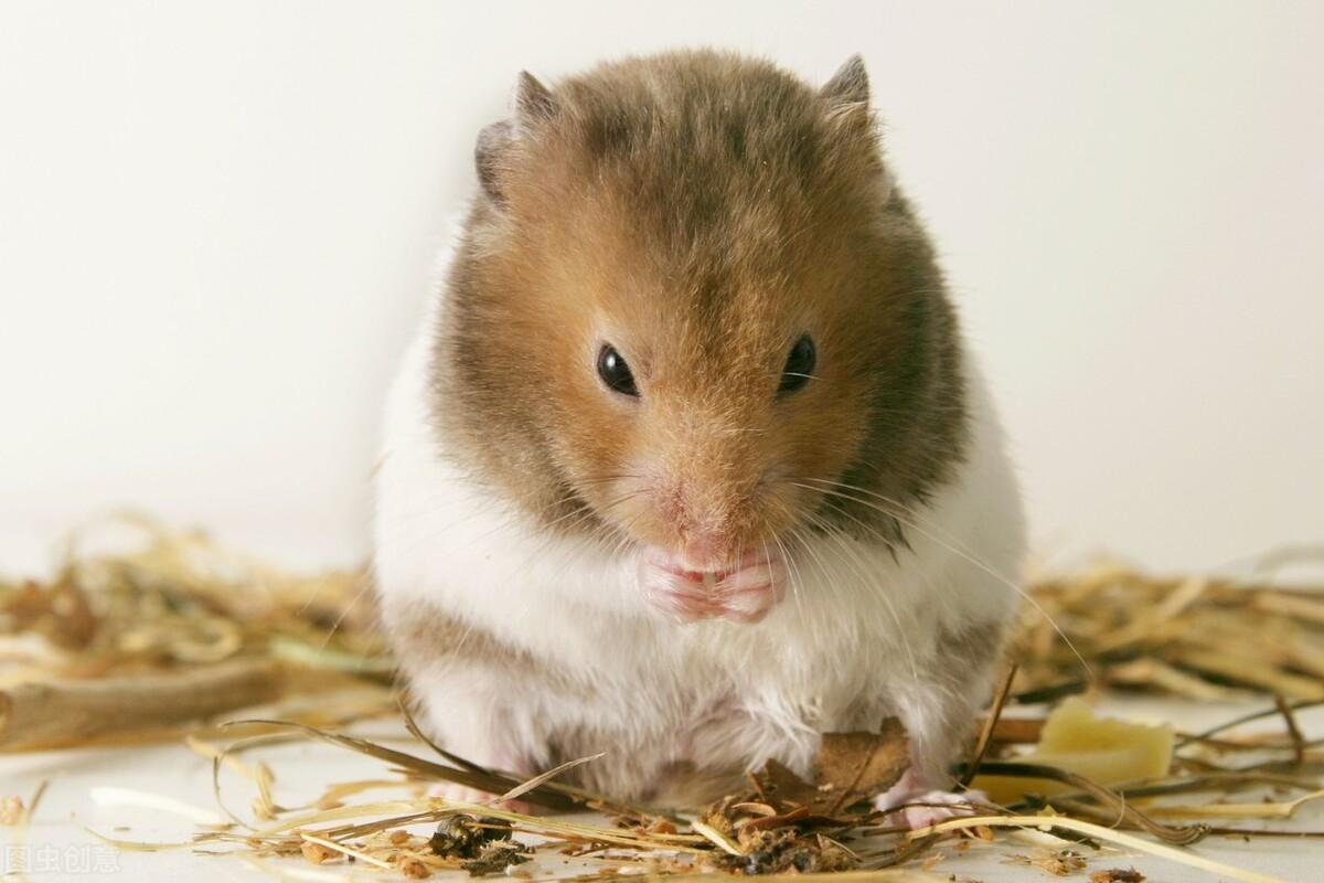 仓鼠拉稀会自愈吗（仓鼠拉稀粪便图片还能活多久呢）