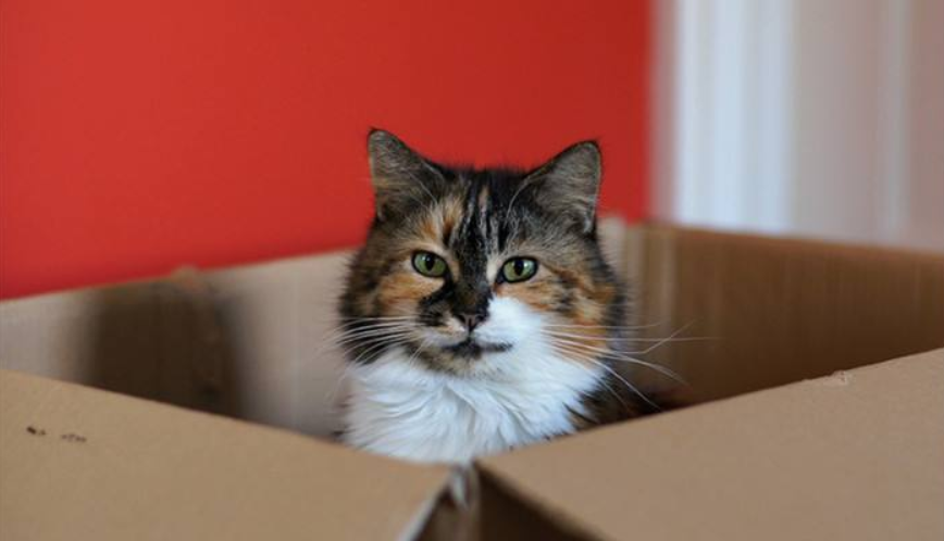 猫和狗哪个智商高一点（猫和狗哪个更通人性）