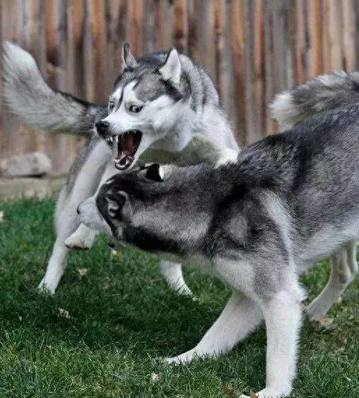 傻狗（正常狗狗与哈士奇的5个对比有多傻）