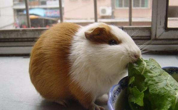 耐养便宜冷门小宠物（适合小学生党便宜好养的小型宠物）