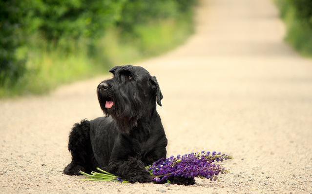 白色雪纳瑞图片（纯种雪纳瑞幼犬市场价）