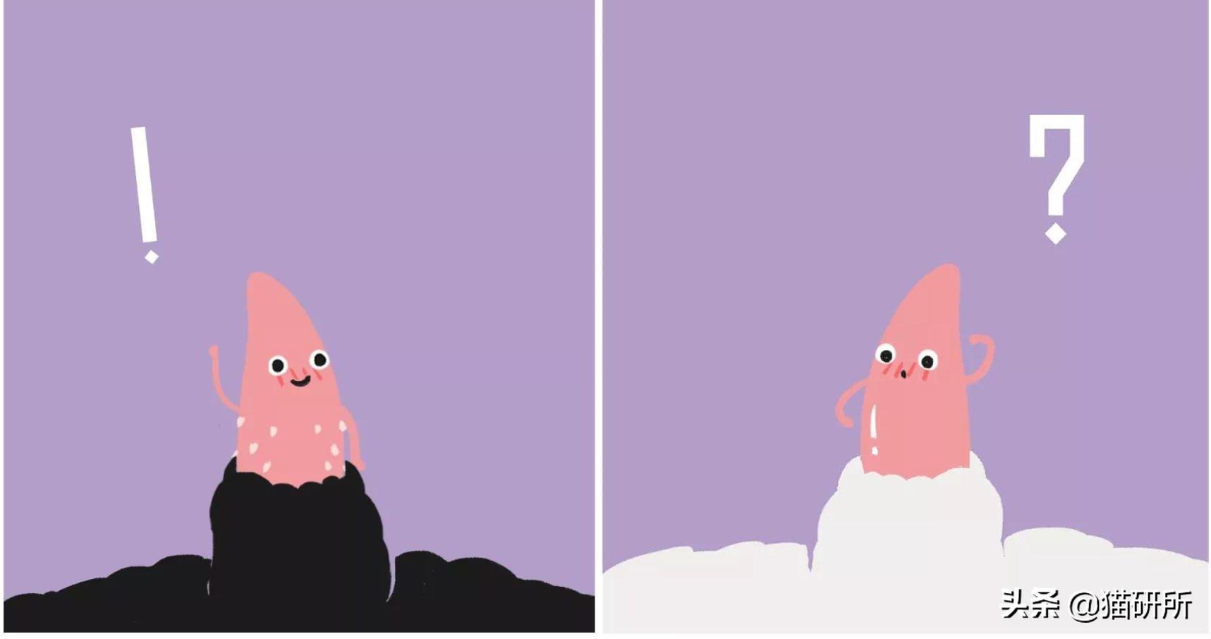 公猫隐睾可以活几年（猫咪隐睾手术最佳时间及预后和护理注意事项）