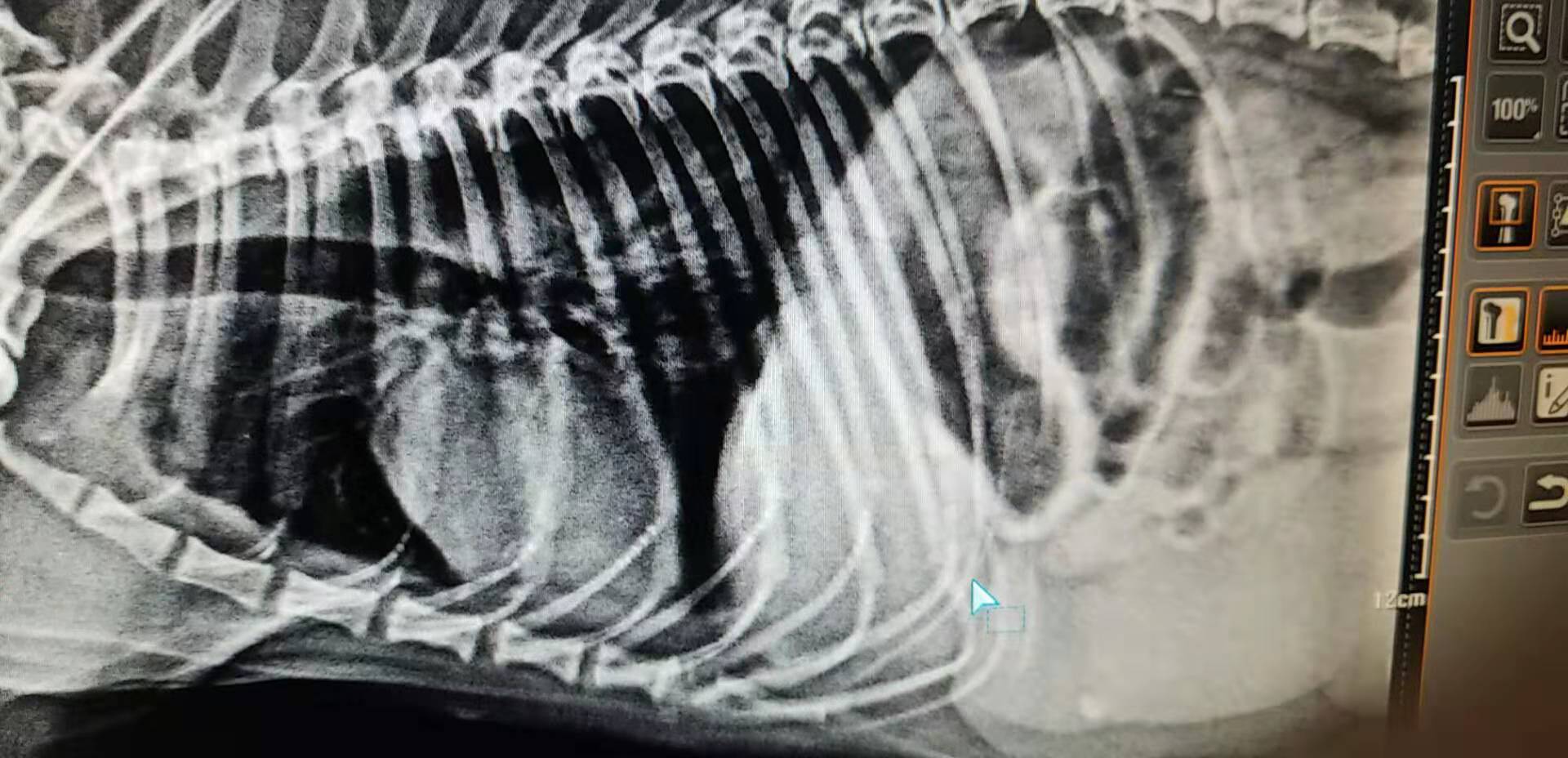 母猫子宫蓄脓初期症状（母猫子宫蓄脓怎么治吃什么药）