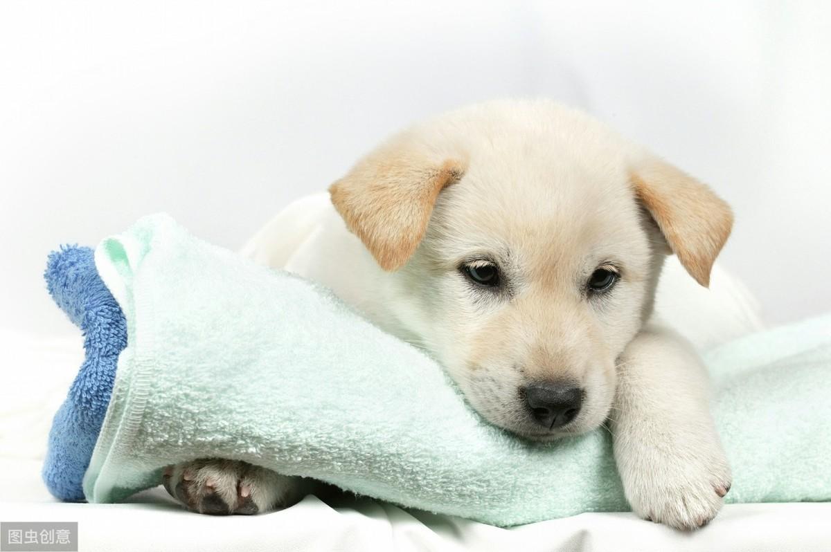 大白熊犬（大犬狗品种大全图片）