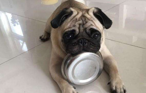 婴儿猫咪几天不吃饭会饿死（猫咪不喂食可以撑几天）