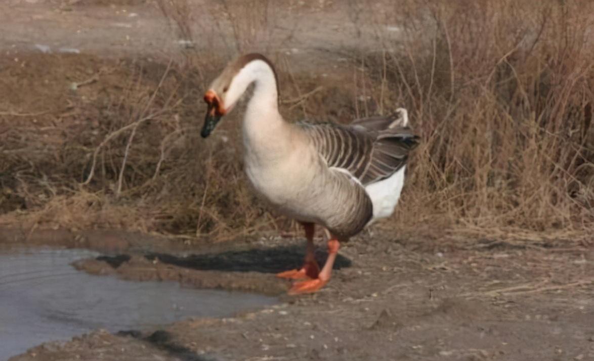 如何让黄鼠狼自己离开（盘点黄鼠狼怕鹅的原因）