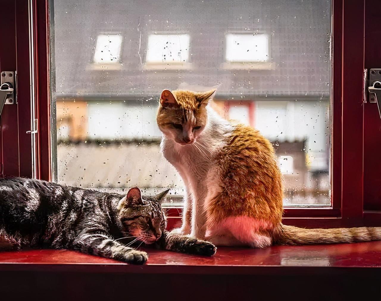 猫睡在头边和脚边的区别（猫睡在头顶上是什么意思图片）