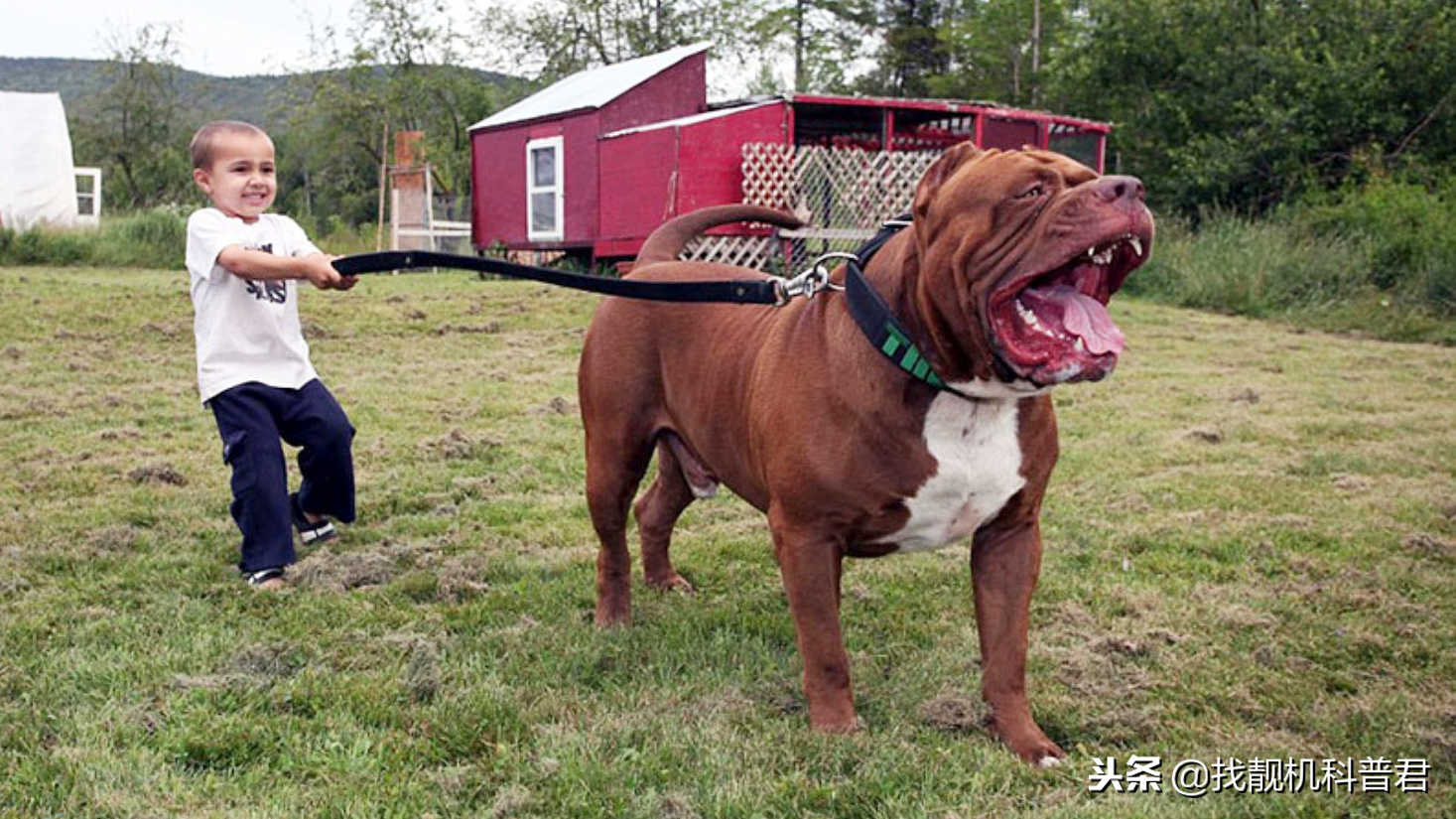 比特犬国内能养吗（附：不敢养比特犬的理由）