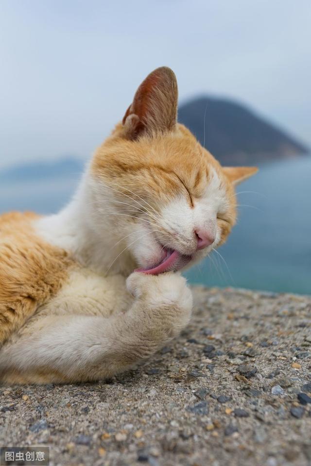 猫咪大便正常但是带血(猫咪大便正常但是带血怎么治疗)