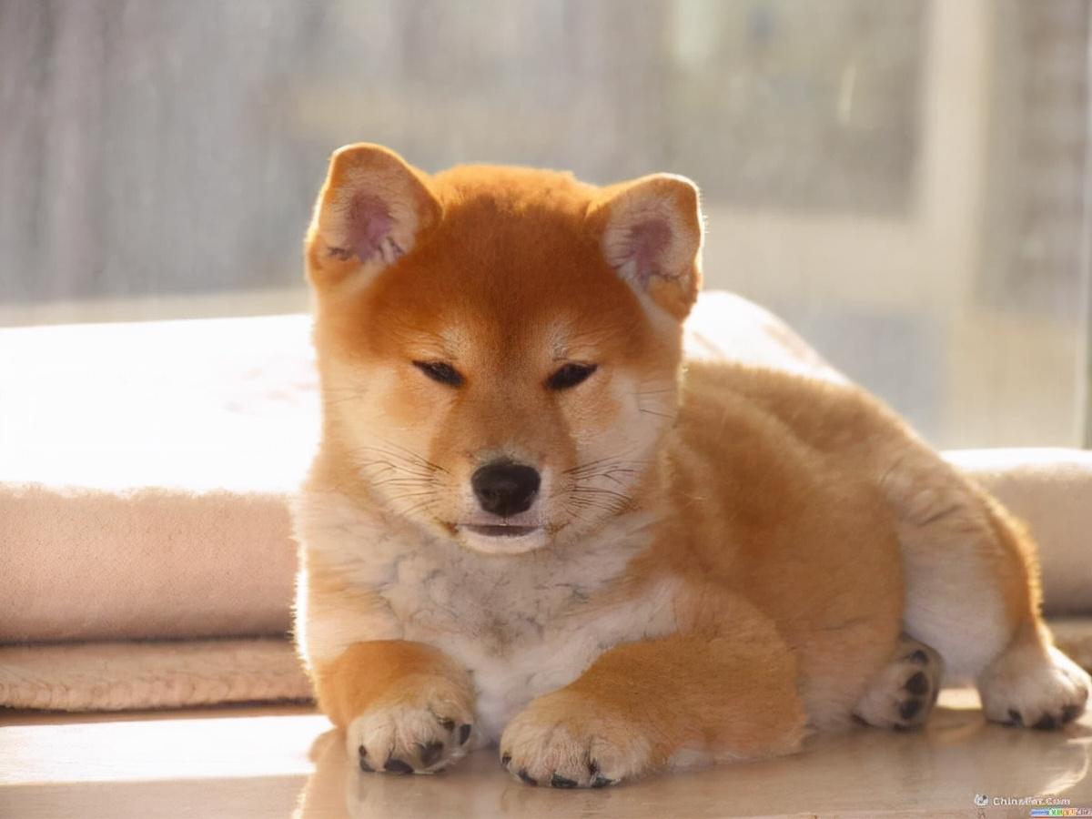 一只白色柴犬多少钱（附：最新柴犬价格表）