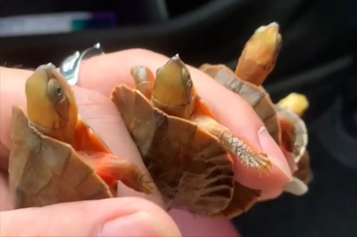 金钱龟分别有几个品种（金钱龟品种图片及特征）