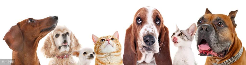 母猫子宫蓄脓初期症状（母猫子宫蓄脓怎么治吃什么药）