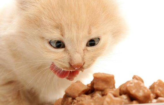 婴儿猫咪几天不吃饭会饿死（猫咪不喂食可以撑几天）