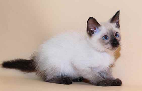 猫瘟在人身上残留会复发吗