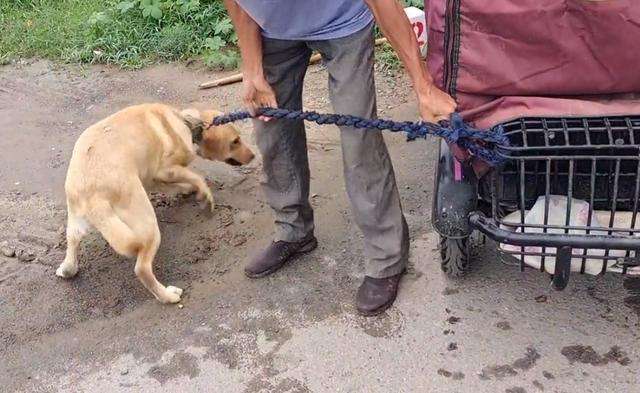 600块，拉布拉多易主，主人不让杀，路人：卖都卖了，管他杀不杀