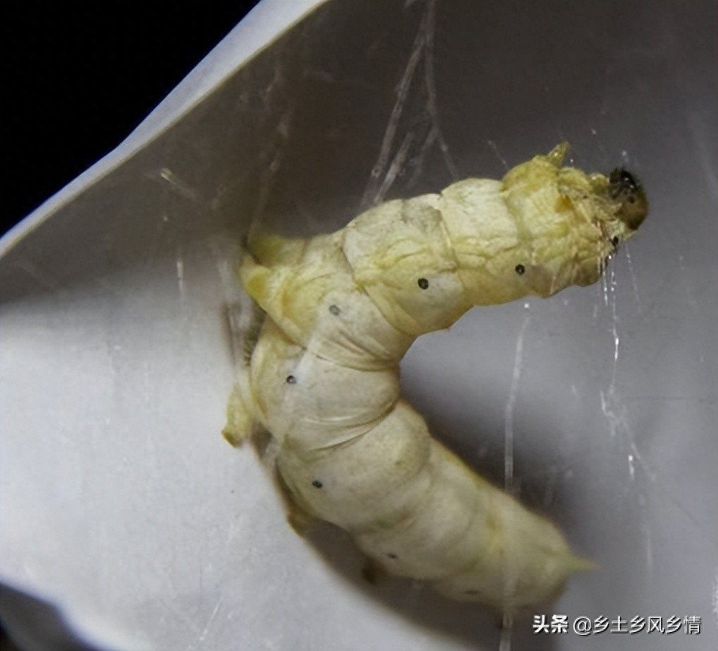 蚕宝宝结茧前有哪些征兆（附：蚕吐丝前的四大征兆）
