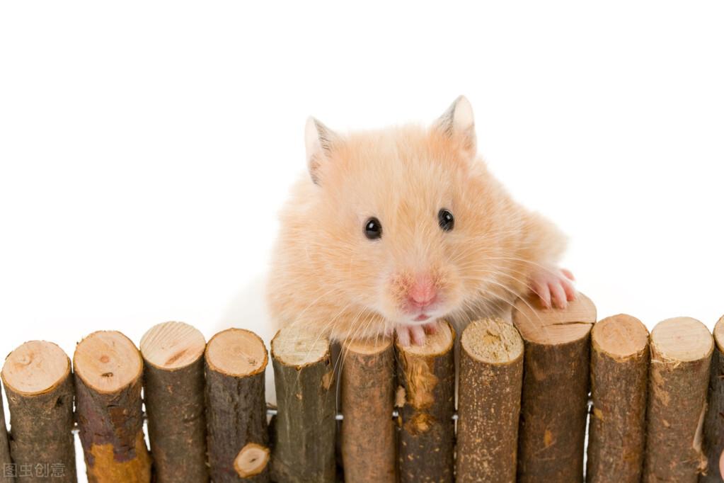 仓鼠拉稀会自愈吗（仓鼠拉稀粪便图片还能活多久呢）